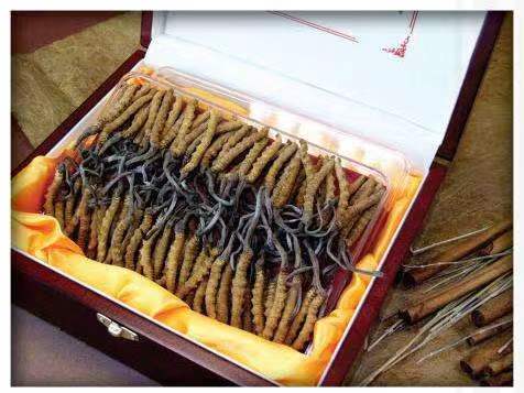 合川冬虫夏草回收